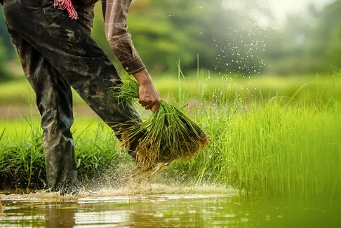 farmer-grass